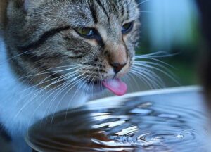 gatto acqua